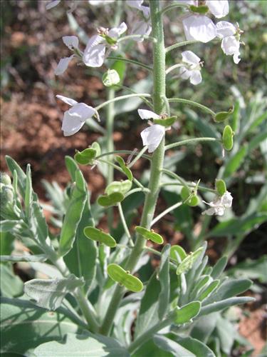 Dimorphocarpa wislizeni. Big Bend National Park, Hwy 1776. March 2004