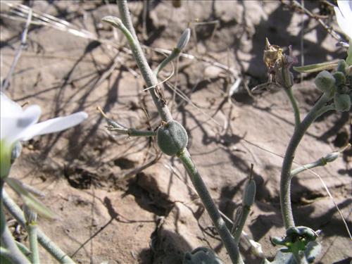 Synthlipsis greggii. Big Bend National Park, Dog Flat. January 2005