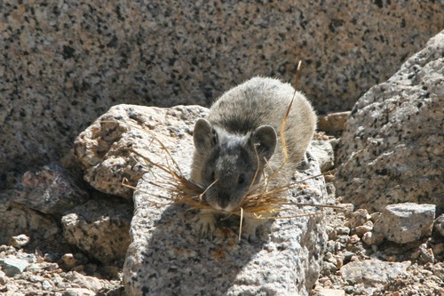 A small Pika with a mouthful of dried grass standing on rocks.