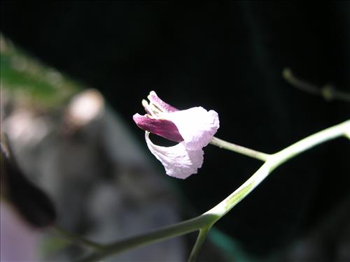 Streptanthus cutleri. Big Bend National Park, Tunnel. March 2004