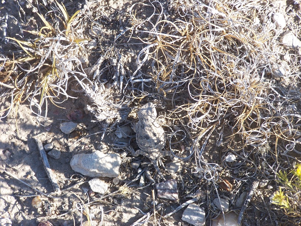 The horned toads live in the rocky uplands of the park.