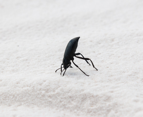 Darkling Beetle