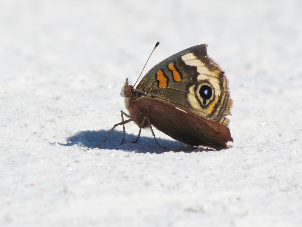 The Buckeye Butterfly