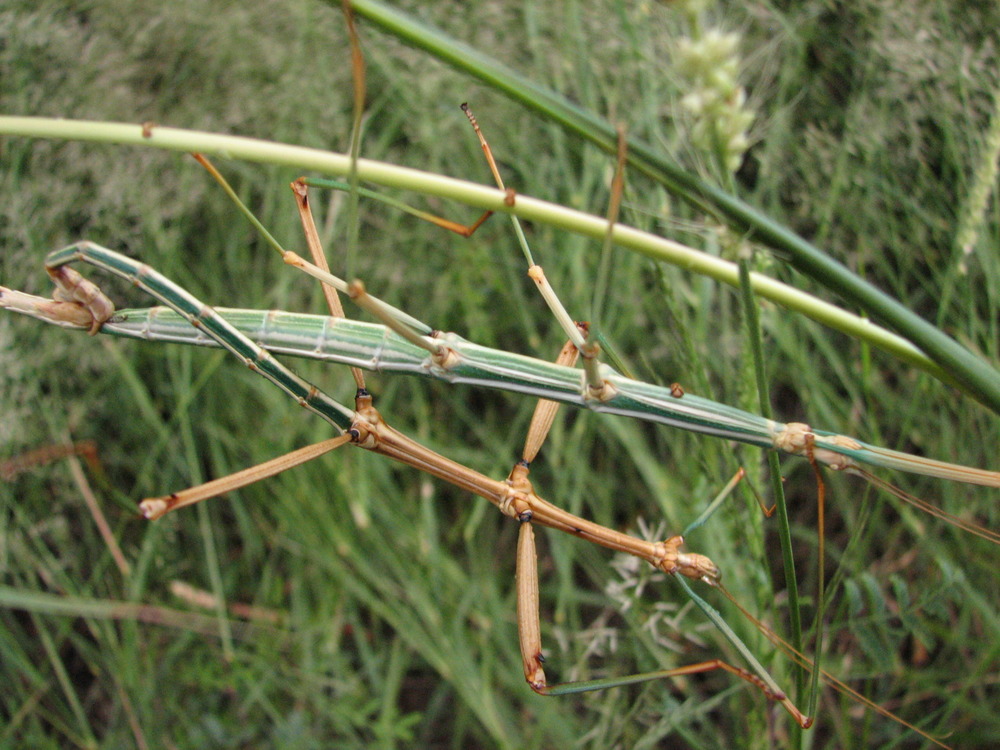 Mesquite Walking Stick