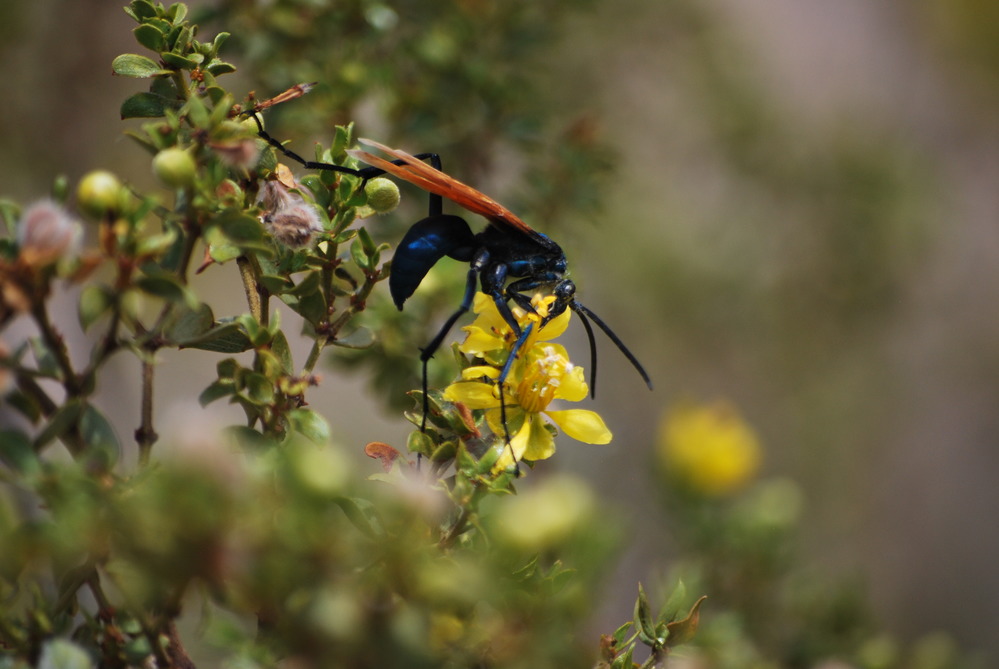 Tarantula Hawk Wasp