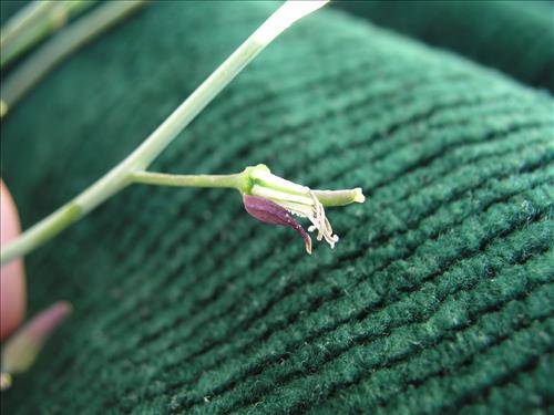 Streptanthus cutleri. Big Bend National Park, Tunnel. March 2004