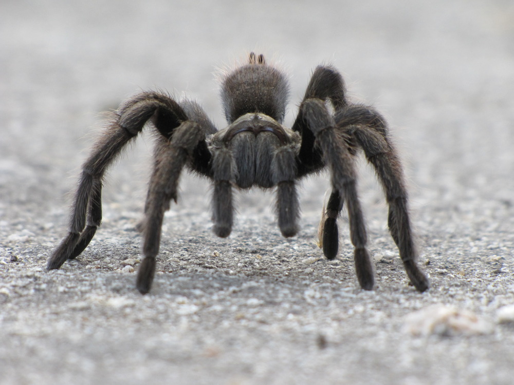 Tarantula