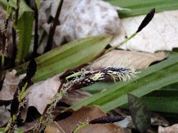 Pennsylvania sedge produces leaves up to 2 ft (0.6 m) long and 1 to 3 mm (0.04 to 0.12 in) wide that become arching at maturity. It has culms (stems) 10 to 45 cm (4 to 18 in) long.