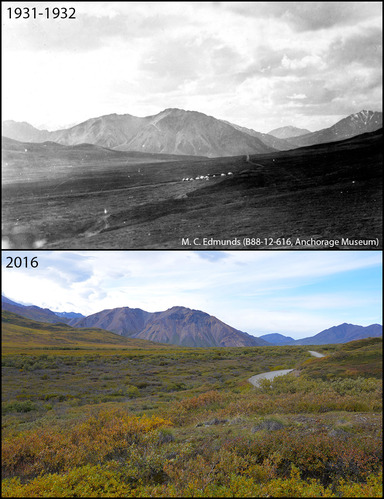 A photo pair showing Changing shrublines at Polychrome Pass: 1931 to 1932 (estimated)-2016