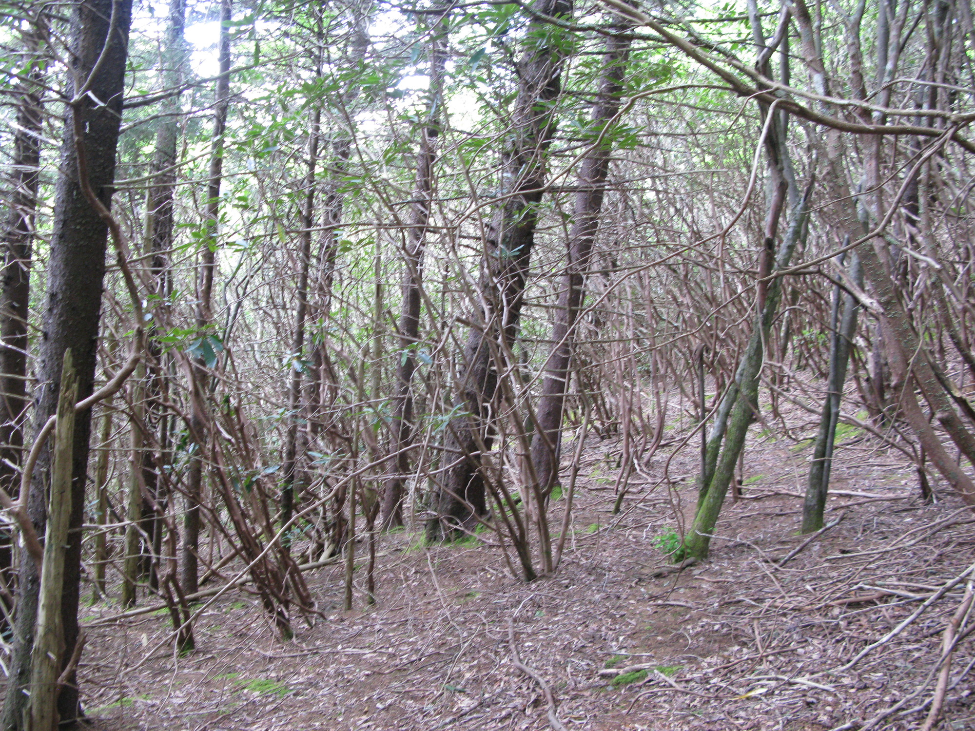 GRSM Accuracy Assessment. Plot Code: GRSM_AA_0937_1