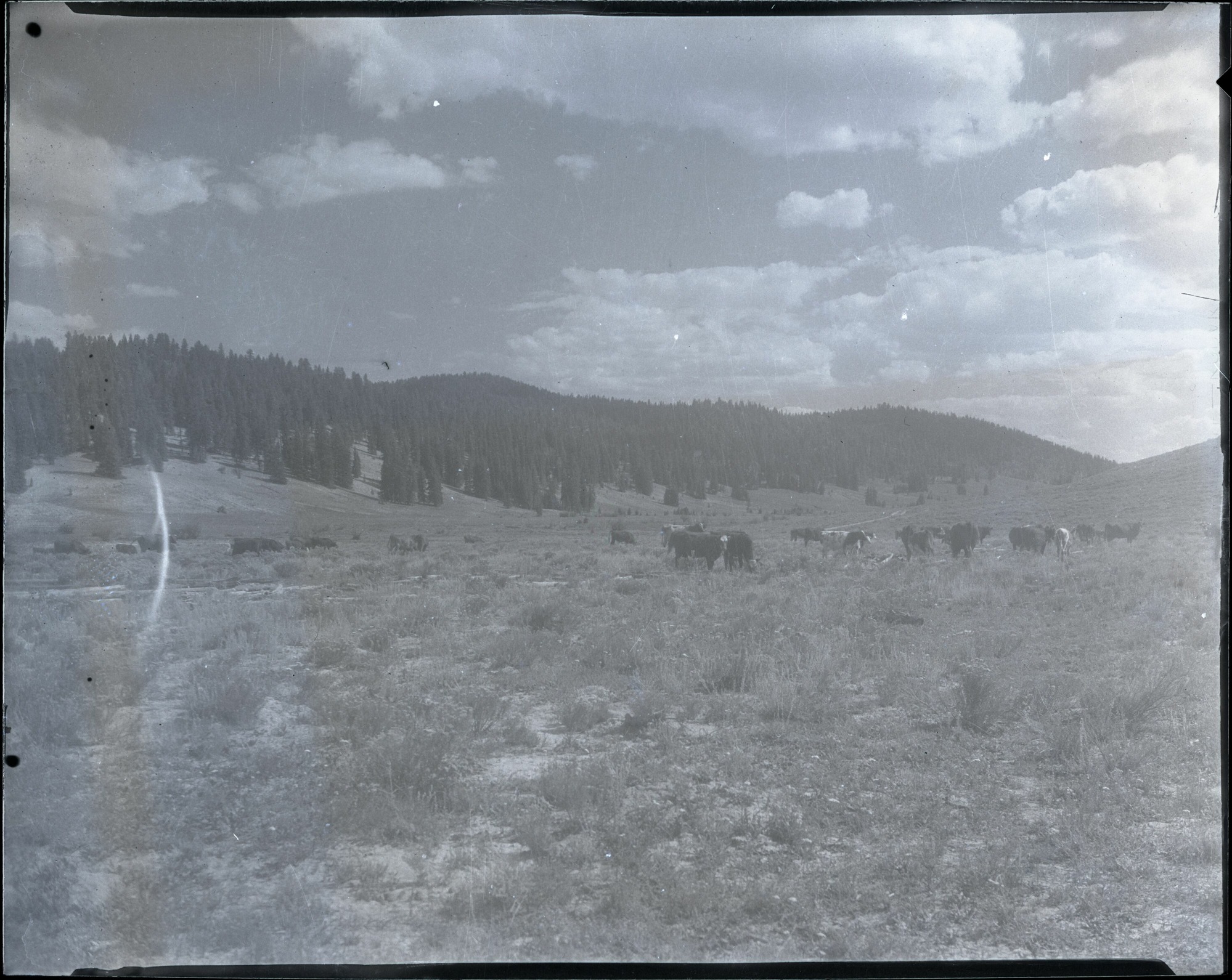 BRCA Museum and Archives Image