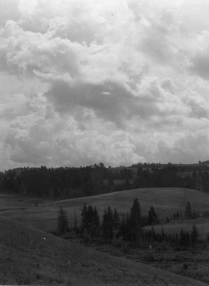 Trees and rolling hills