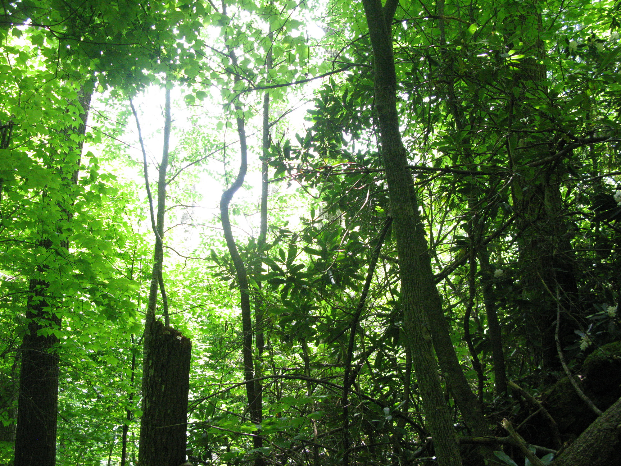 GRSM Accuracy Assessment. Plot Code: GRSM_AA_0920_6