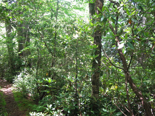 GRSM Accuracy Assessment. Plot Code: GRSM_AA_0599_6