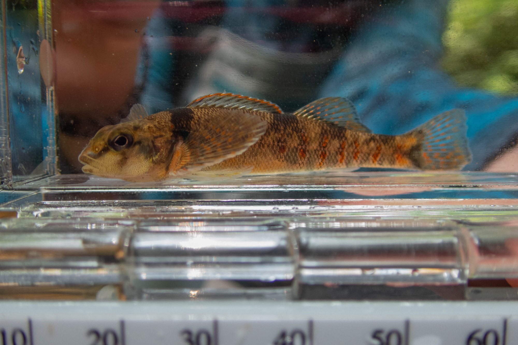 Etheostoma variatum (variegate darter) - full body, adult