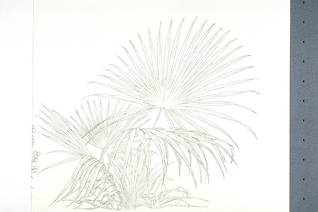 a Saw palmetto