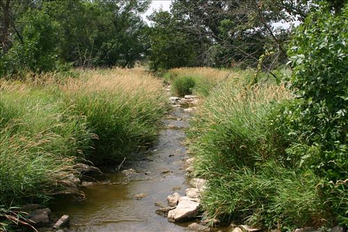 PIPEReedCanaryGrassAug01-2007-1
