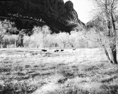 A buck and his harem of deer one mile south of Zion Lodge.