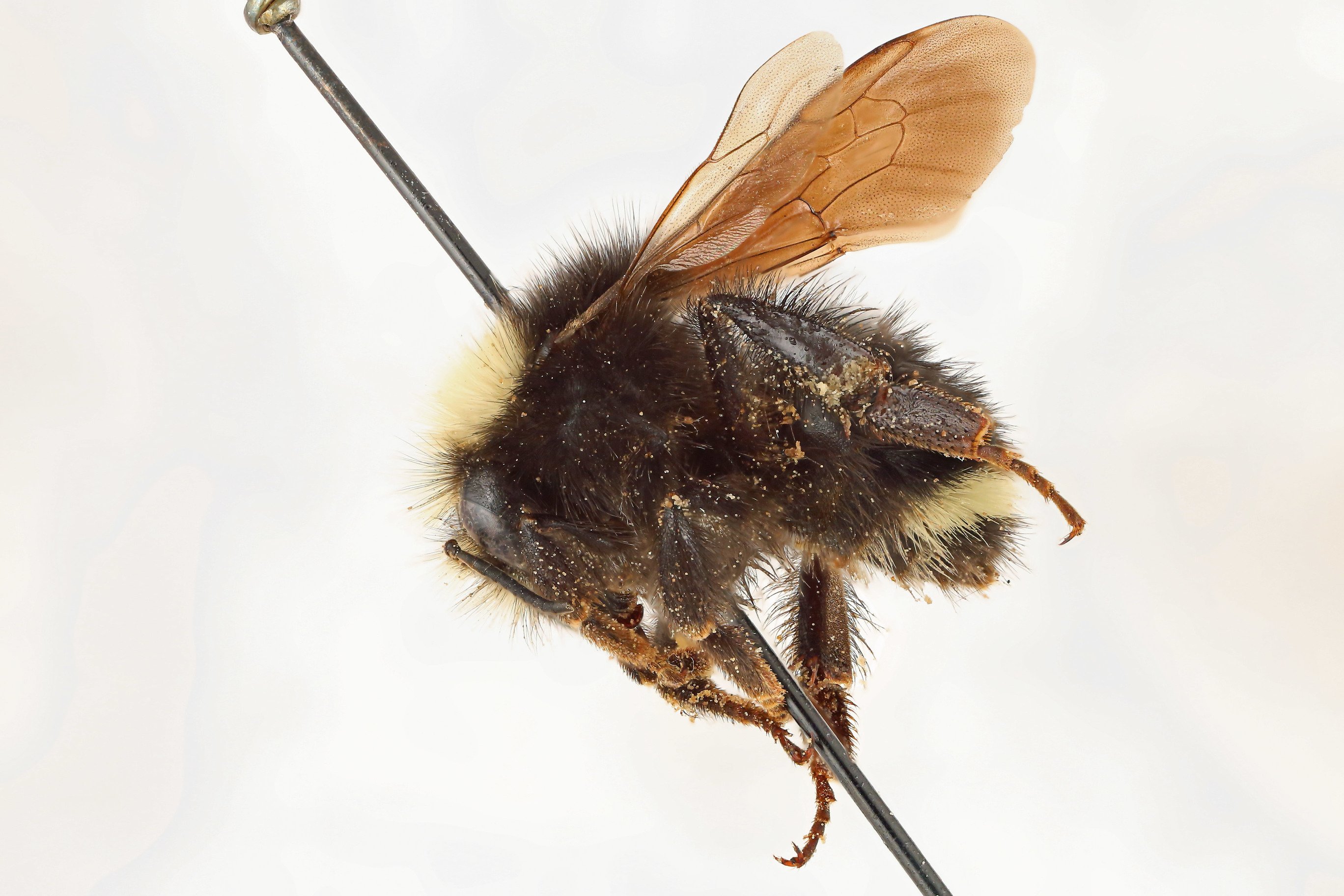 Lateral view of pinned bee, Bombus caliginosus