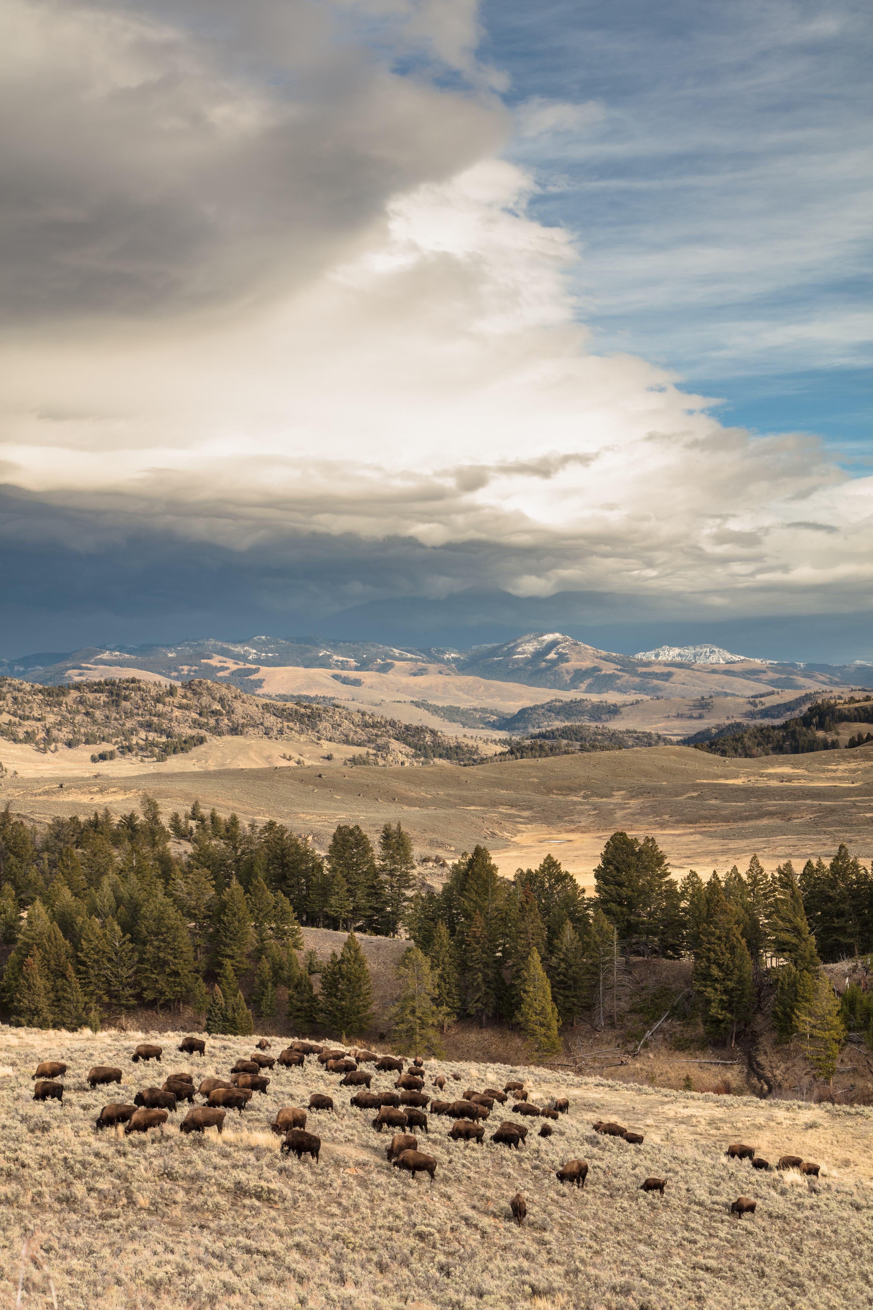 Bison herd grazes on a sagebrush hillside while storm clouds roll in 