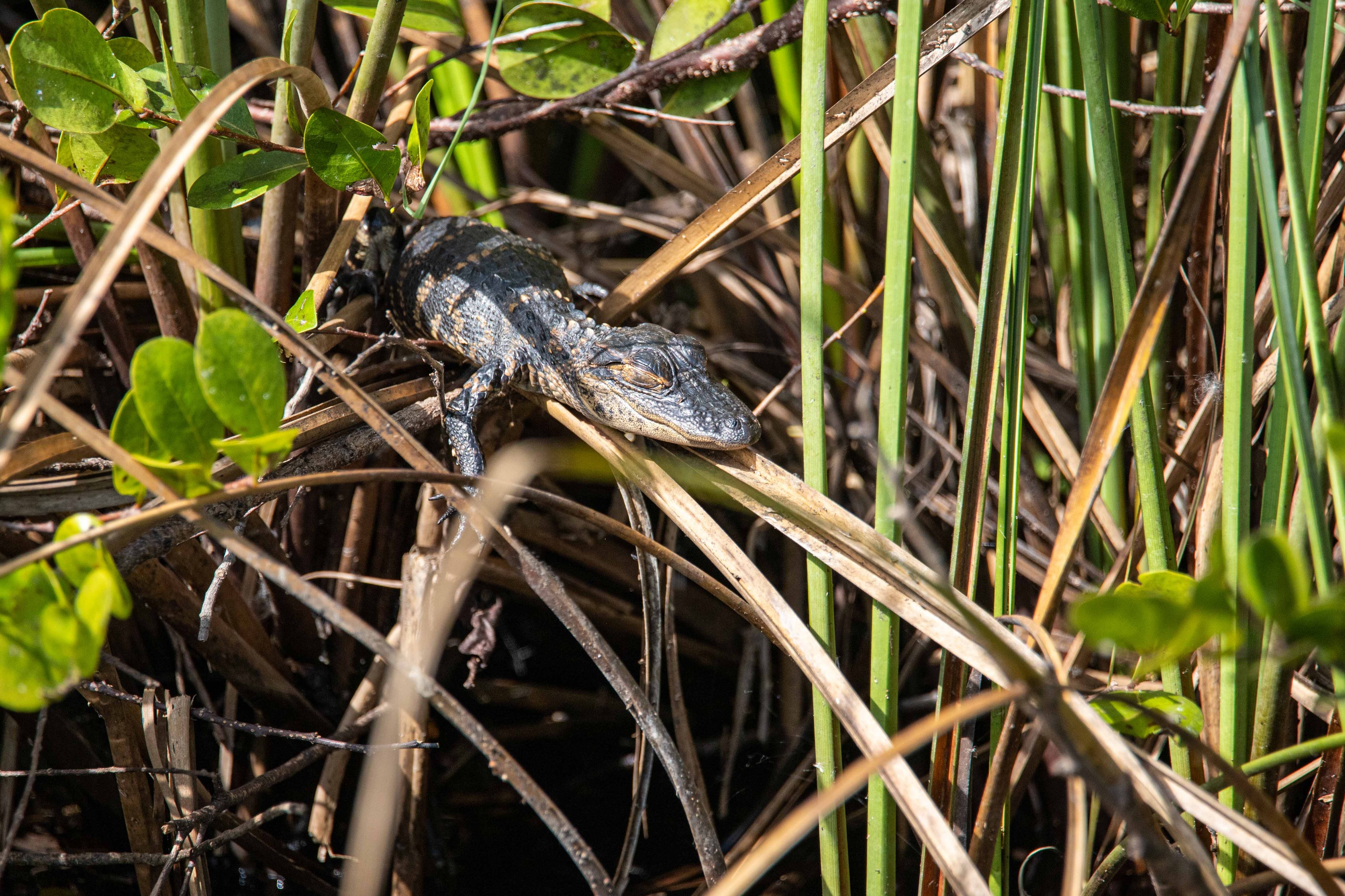 An alligator hatchling sleeps on top of some tall grasses.