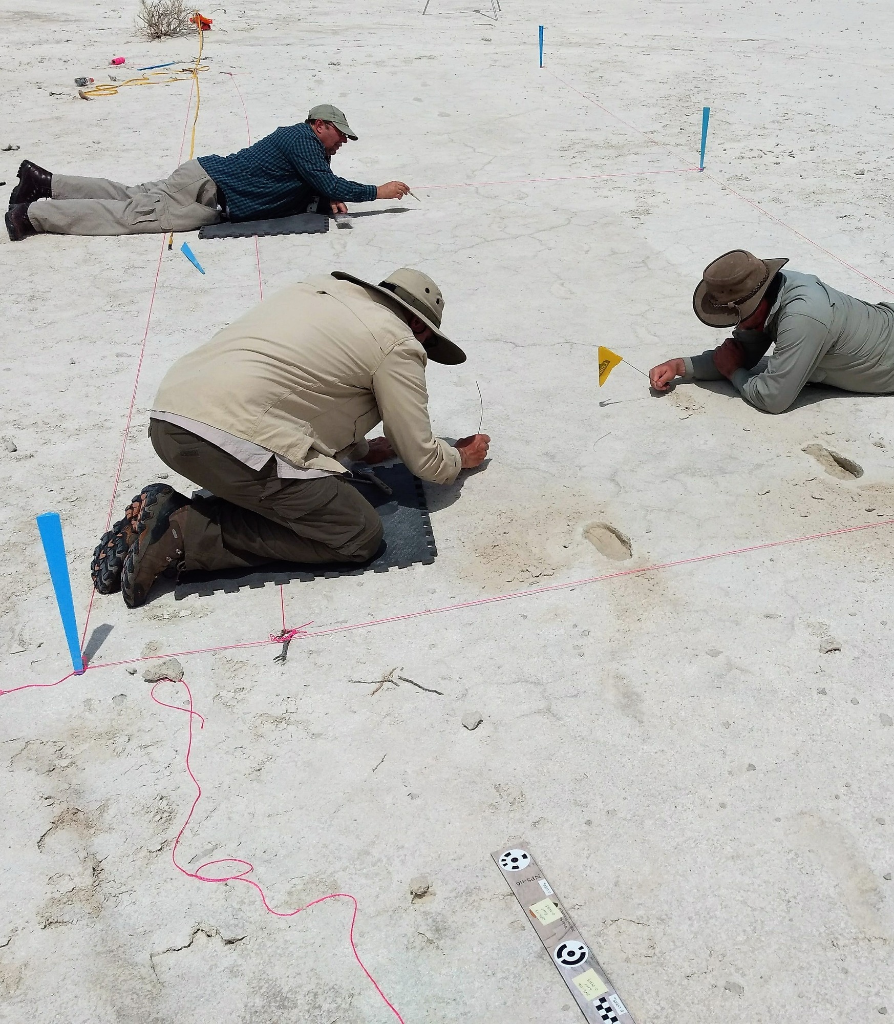 Three researchers flag toddler prints discovered within a marked site. 