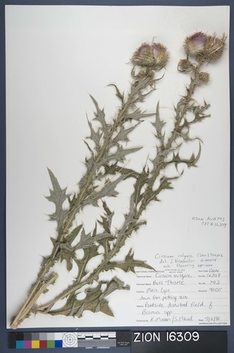 Herbarium Specimen Sheet 16309