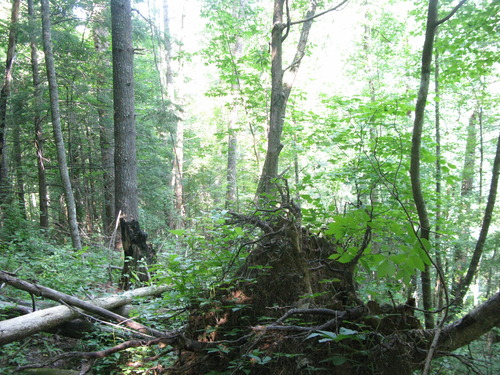 GRSM Accuracy Assessment. Plot Code: GRSM_AA_0966_3