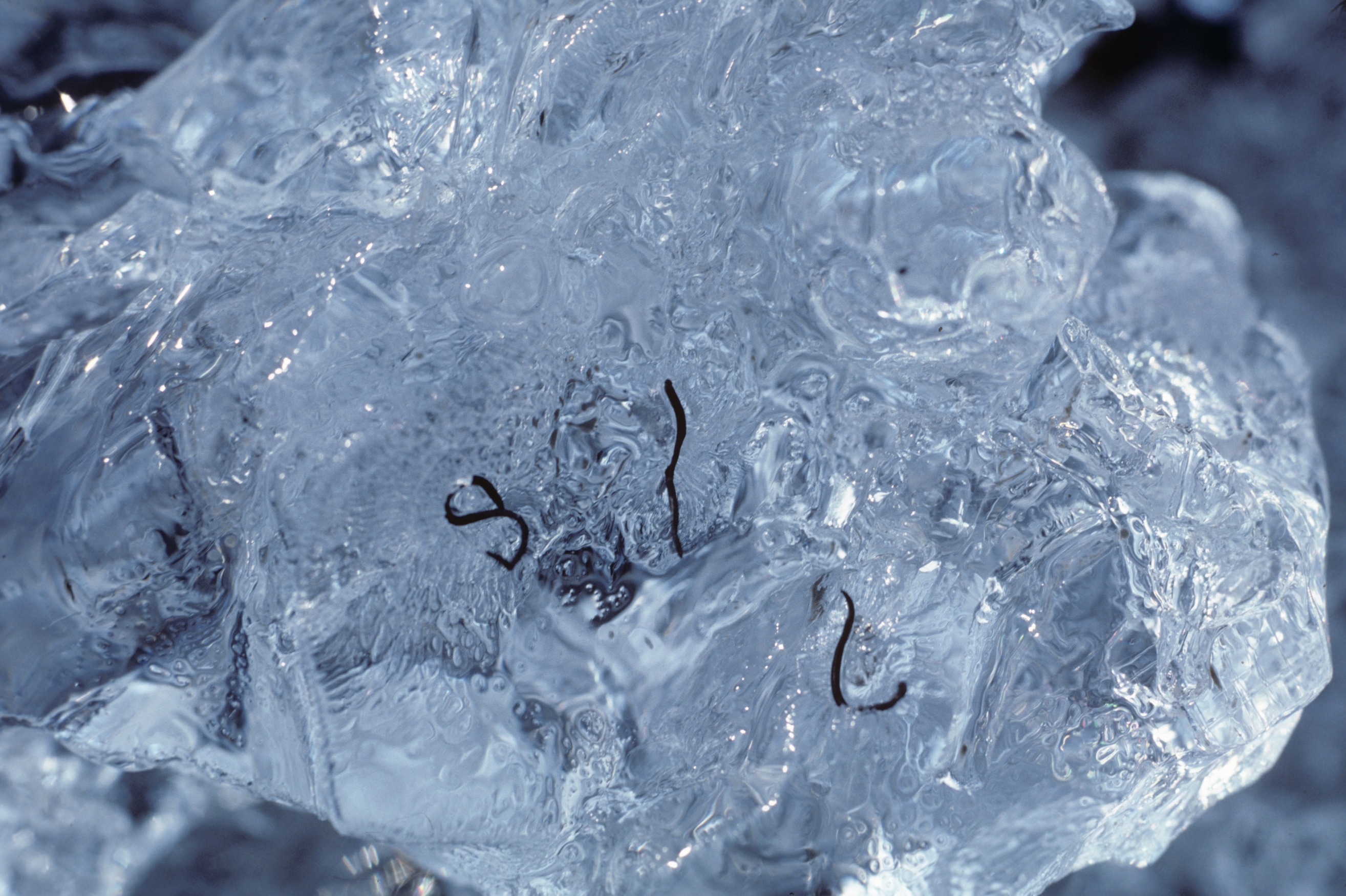 Ice worms on ice at Exit Glacier