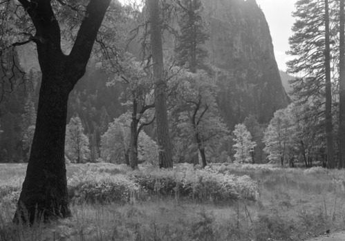 View across El Capitan Meadow in autumn