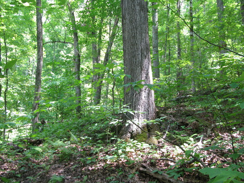 GRSM Accuracy Assessment. Plot Code: GRSM_AA_0089_3