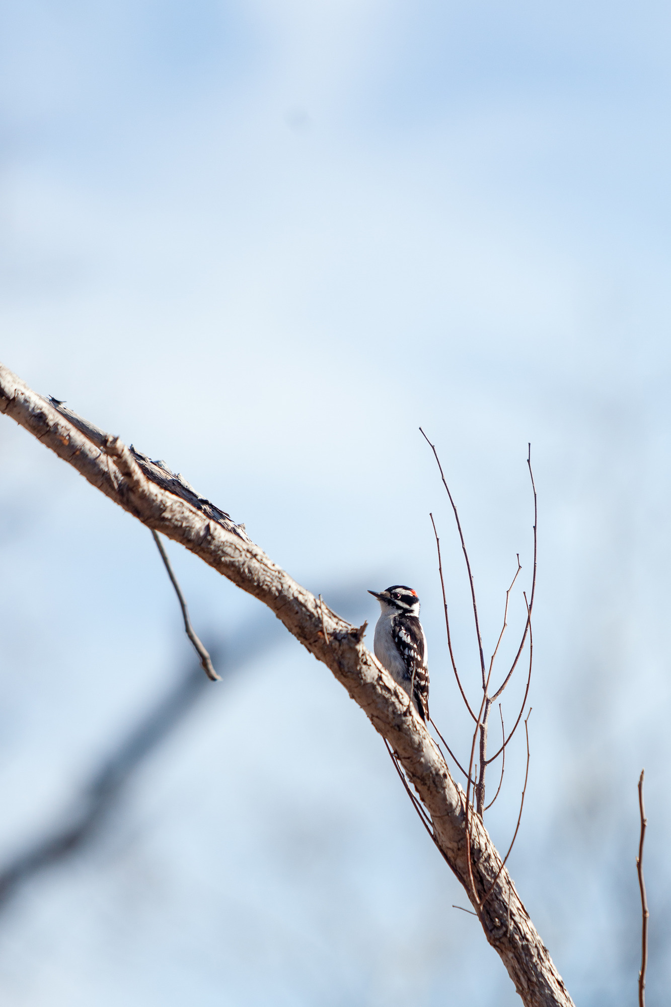 A downy woodpecker - a small bird with a white belly, black and white wings, and a black and white striped head with a red spot on top - perches on a tree at Theodore Roosevelt Island.
