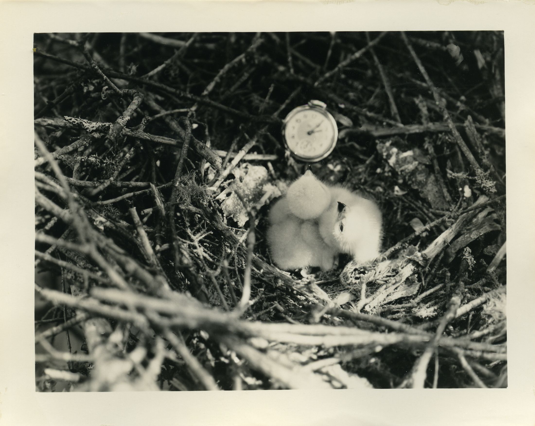 HAWKS - BROAD-WINGED, YOUNG