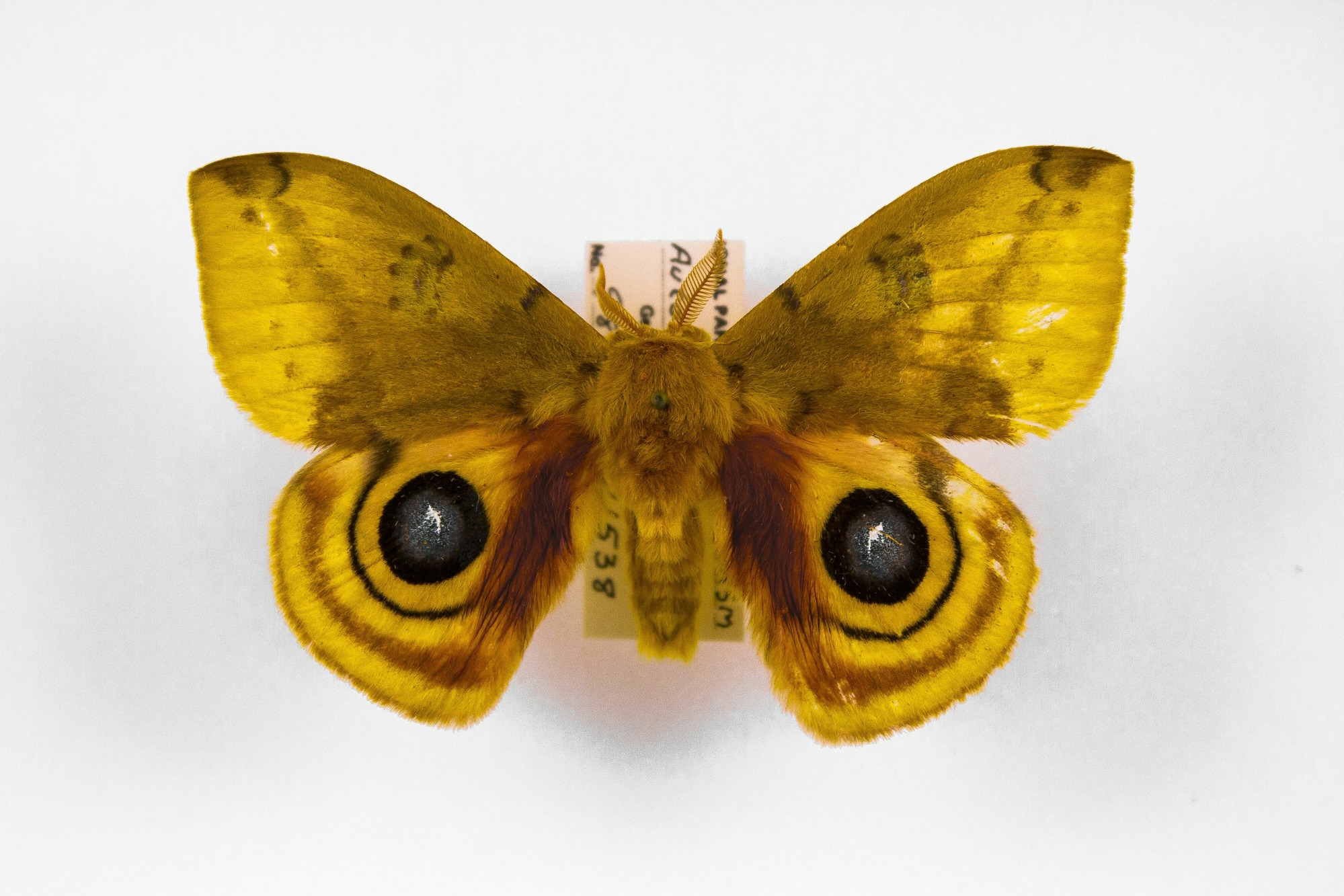 Image of Automeris io, a species of Insect