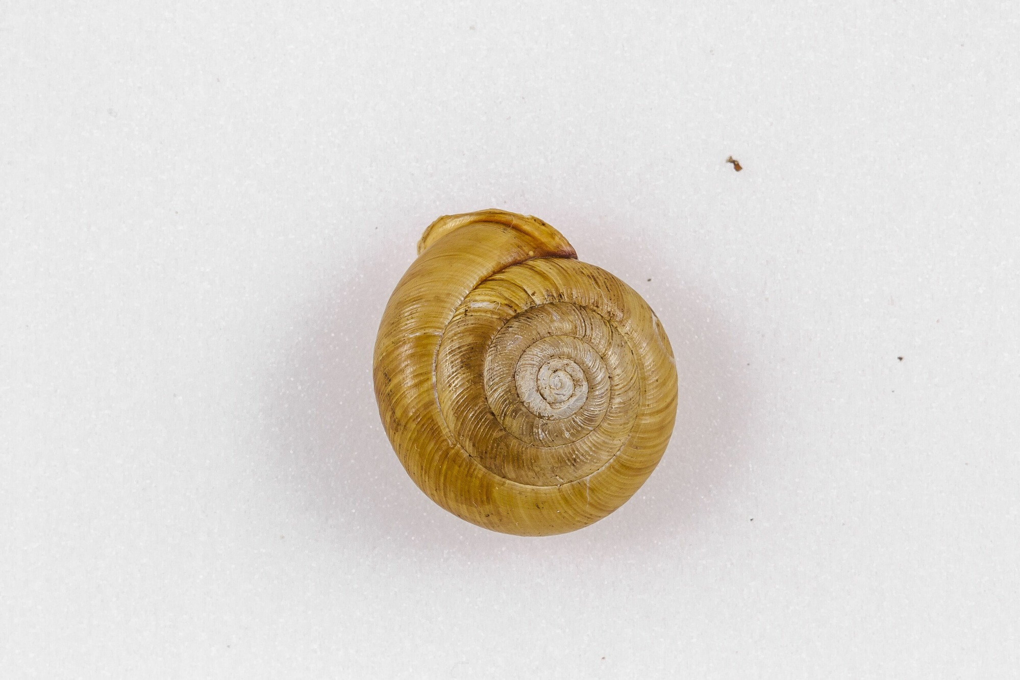 Image of Patera perigrapta, a species of Animalia