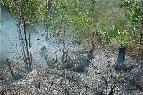 2001 Pinelands prescribed burn, Everglades NP
