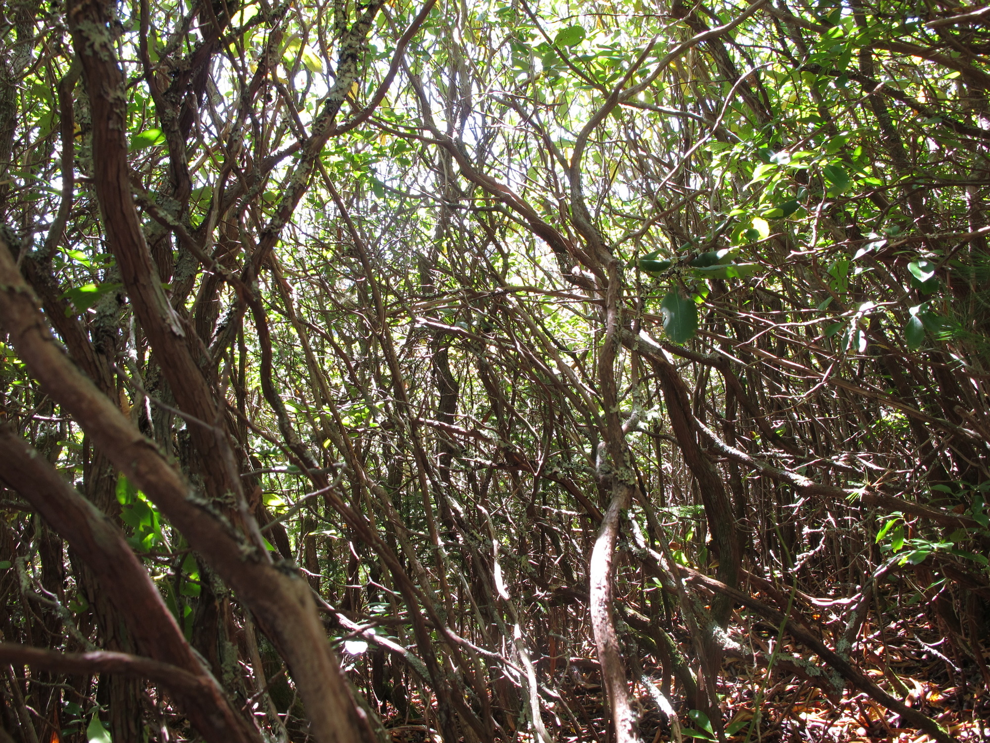 GRSM Accuracy Assessment. Plot Code: GRSM_AA_0312_4