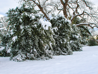 Batch of trees covered in snow