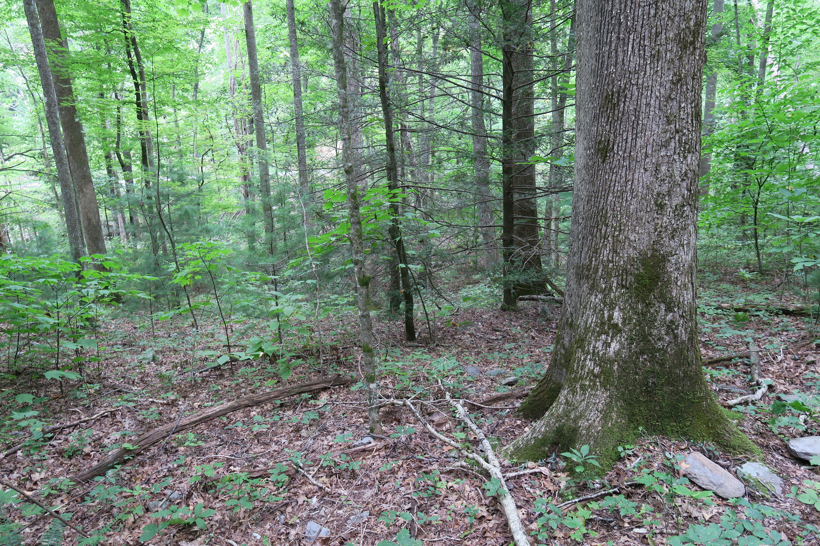 GRSM Accuracy Assessment. Plot Code: GRSM_AA_0766_5