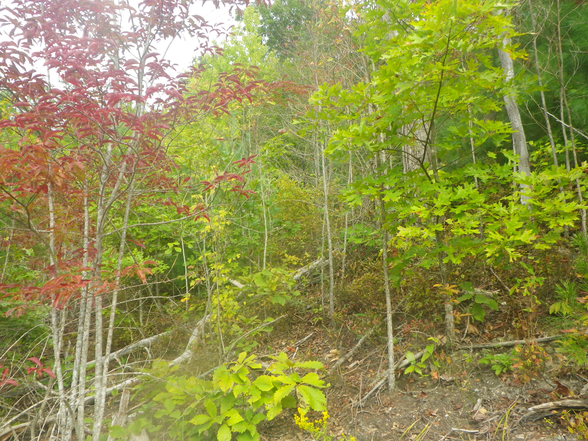 GRSM Accuracy Assessment. Plot Code: GRSM_AA_0588_6