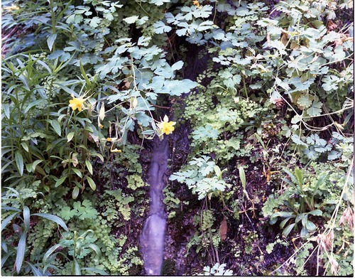 Color Photos of springline habitat - Most photos used in museum exhibits.