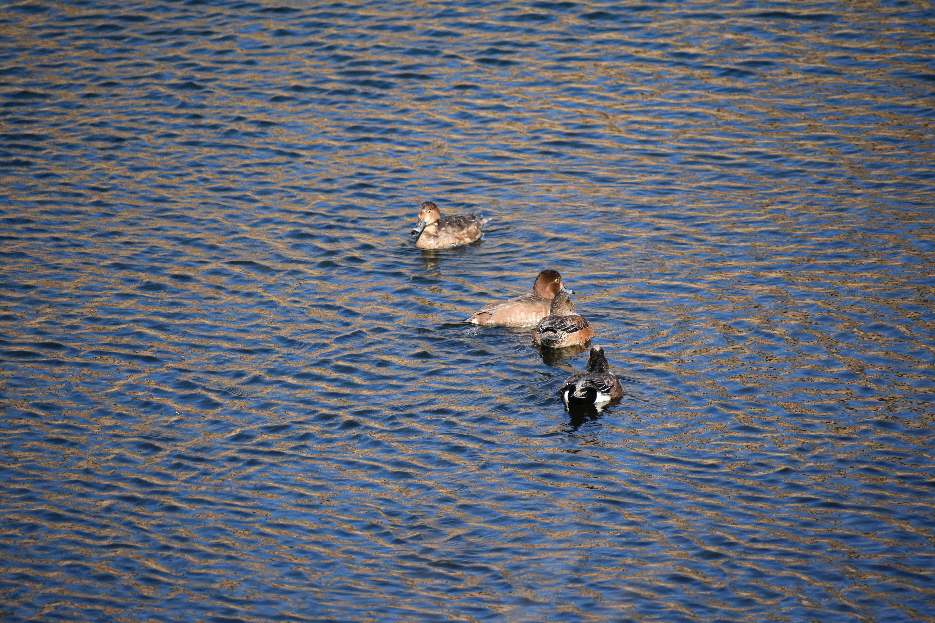 four brown ducks with varying markings swimming