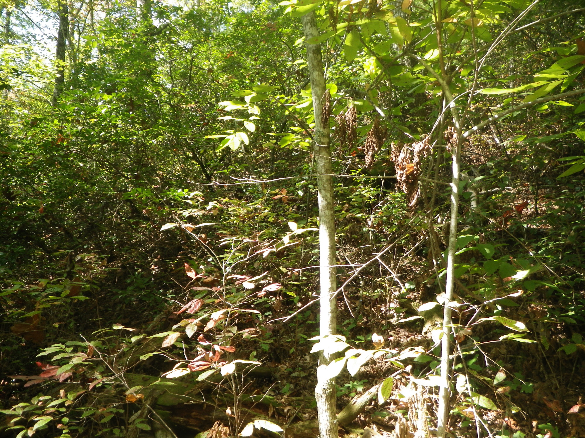 GRSM Accuracy Assessment. Plot Code: GRSM_AA_0118_5