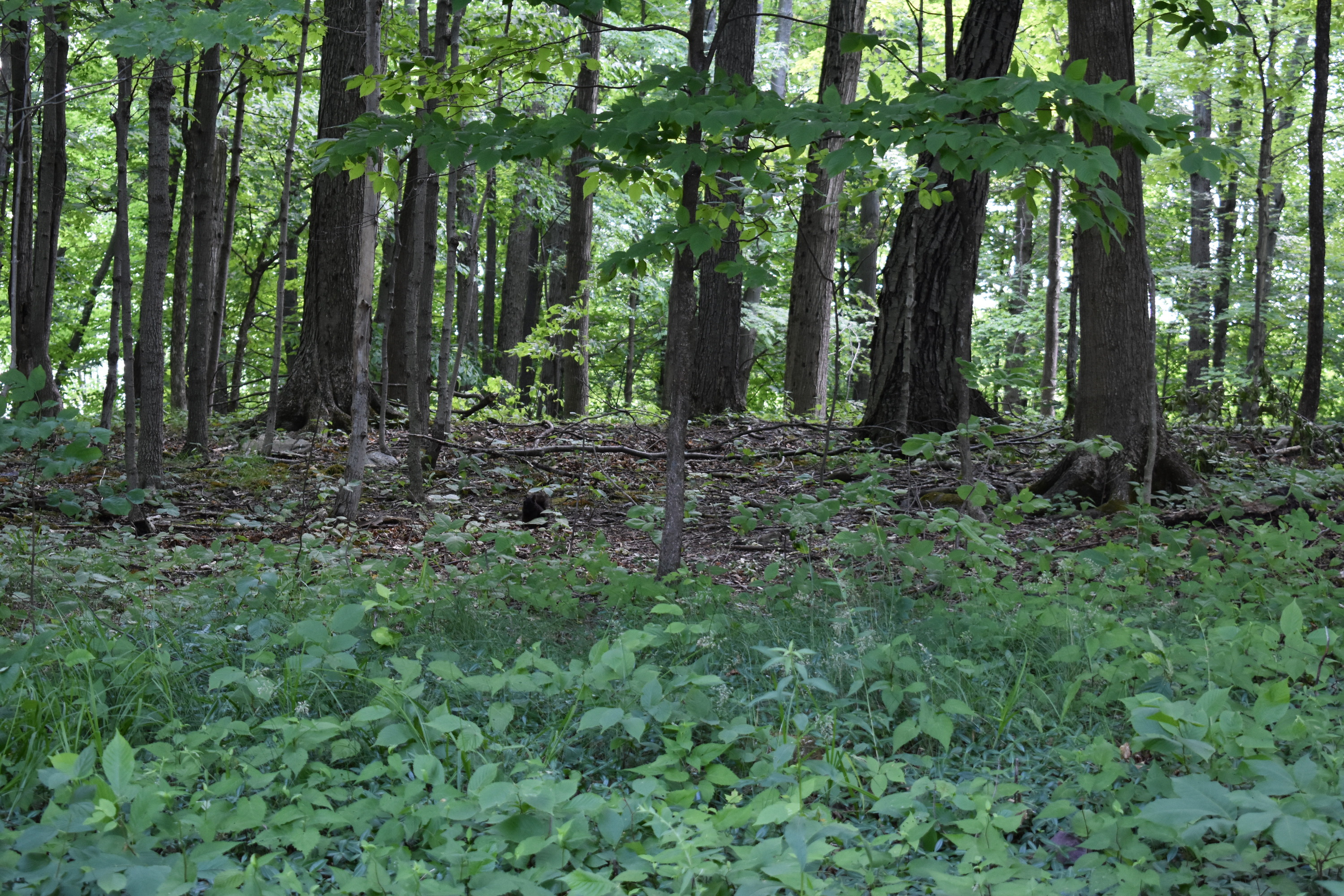 A black squirrel on the ground near the visitor center. 
