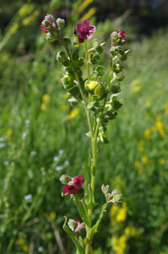 Purplish red flowers bloom at the top of a green stalk