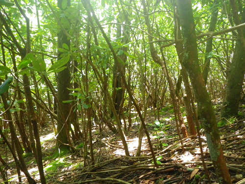 Plot Code: GRSM_AA_0692_6