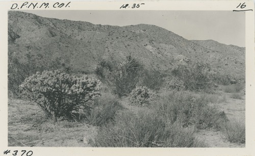 Black and white image of Cholla, Ephedra, Creosote Bush and Yucca