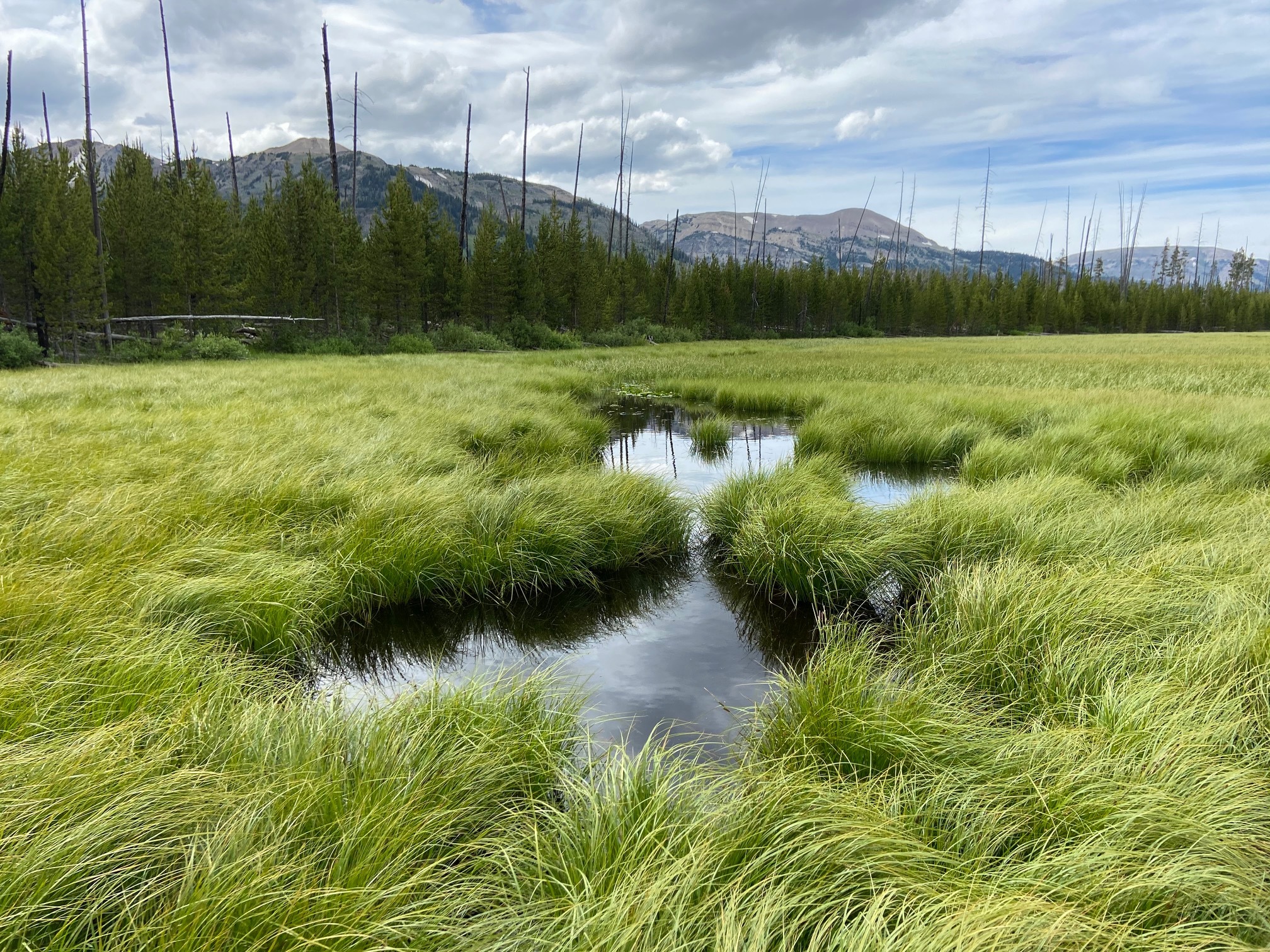 A small water body in a lush wetland, mountains in background
