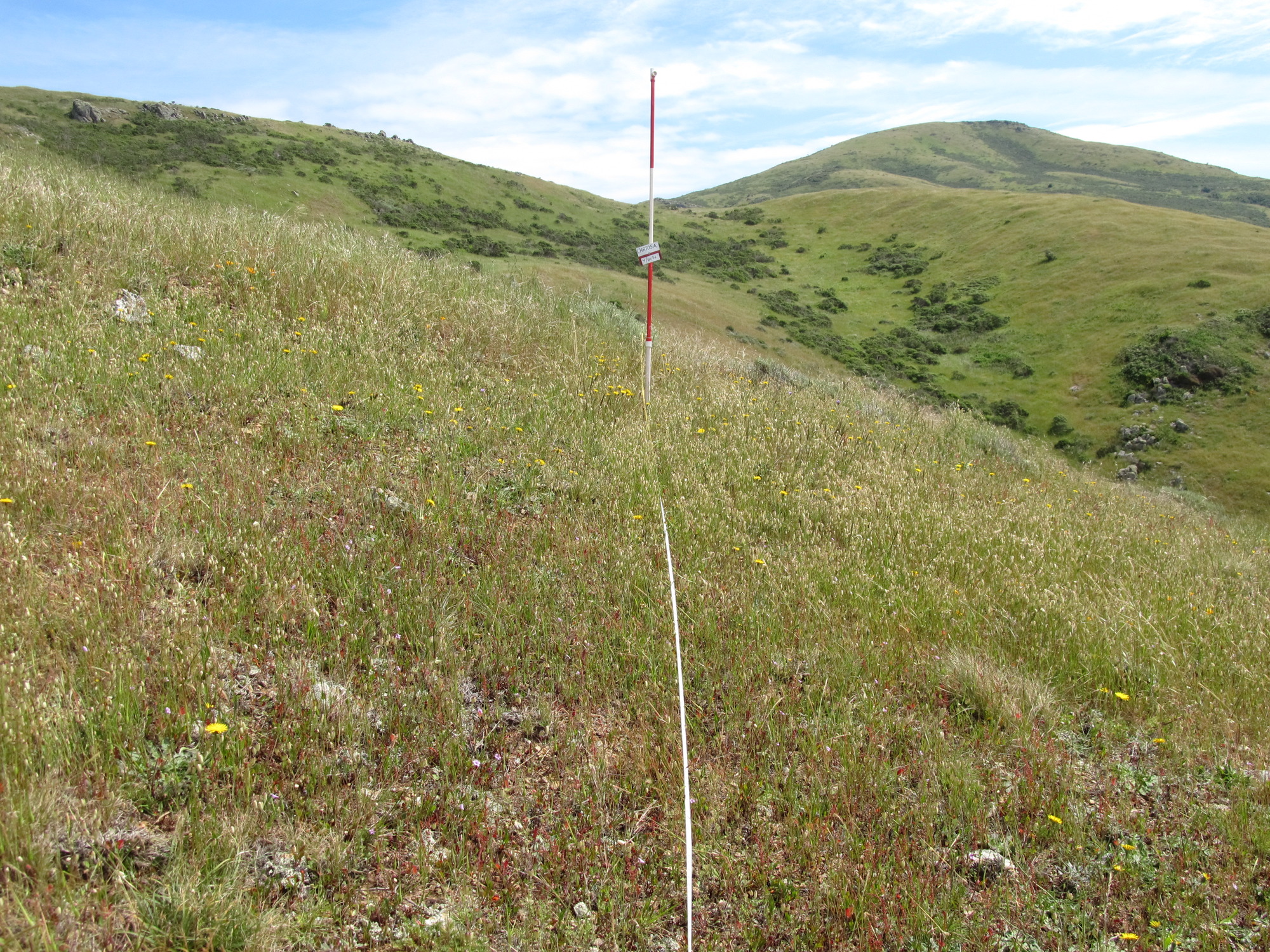 Eye-level view from the center point of a plant community monitoring plot