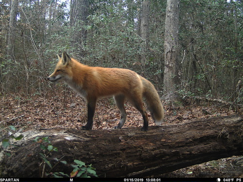 A red fox, walking across a log